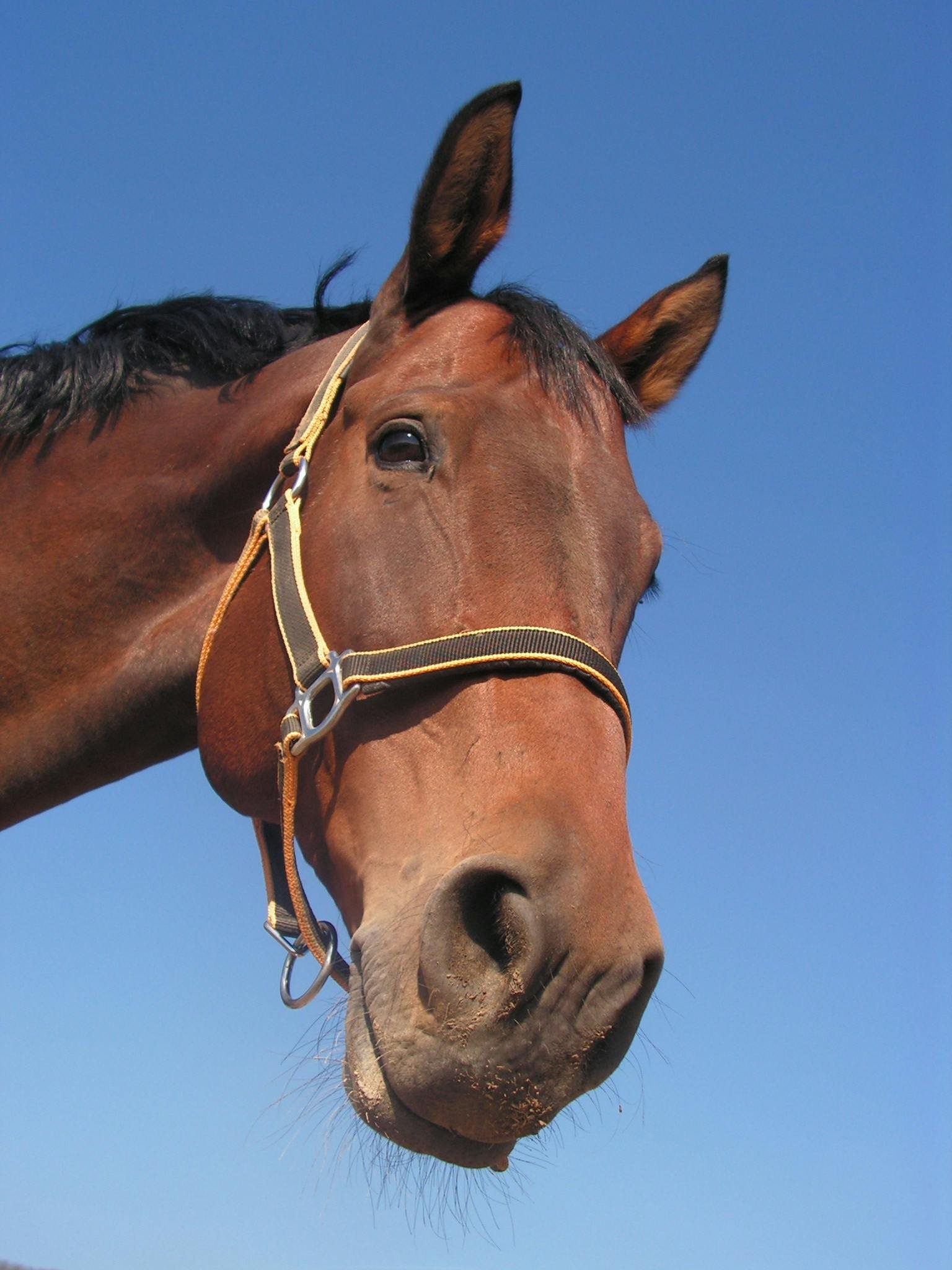 A horse in an animal communication session