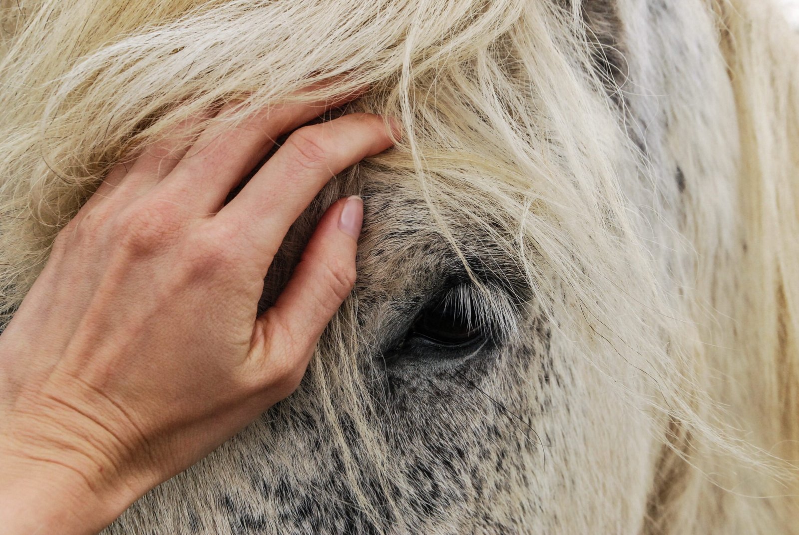 Horse receiving Reiki