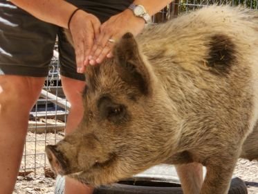 person using her hands to give Reiki to Texas the pig