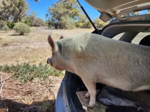 My pig Strawverry in the boot of my car with the hood open, getting ready to leave after we evacuated for the February fire.