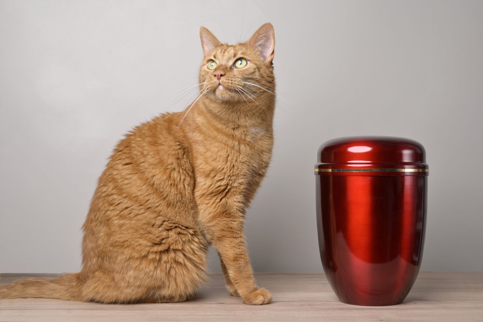 Ginger cat sitting beside red urn