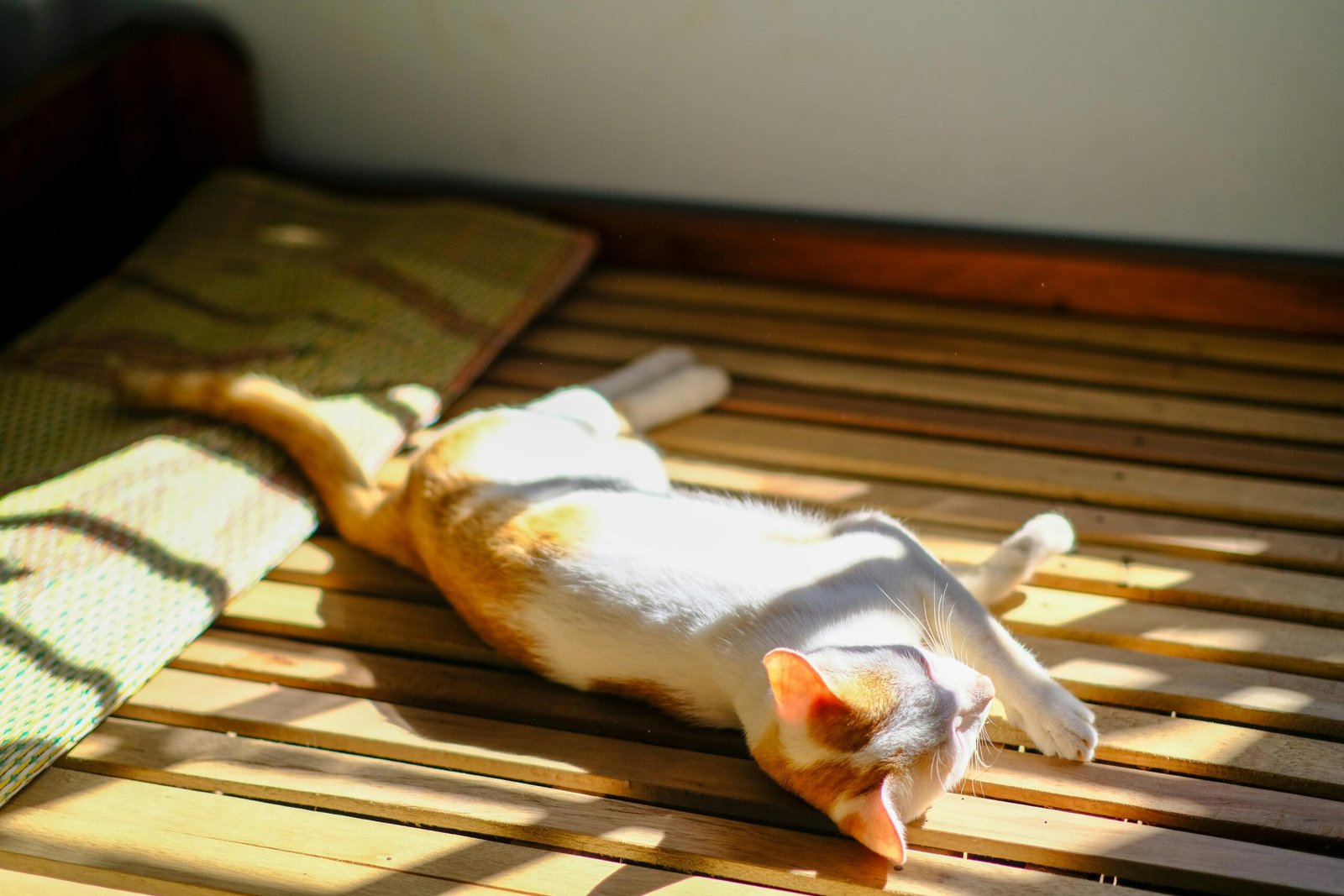 Ginger and white cat laying on the floor with stripes of light over it from the sun through the window