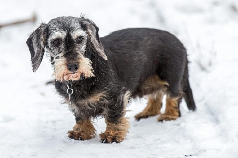 Read more about the article Poems