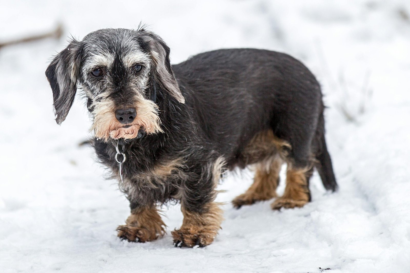small dog who is very old
