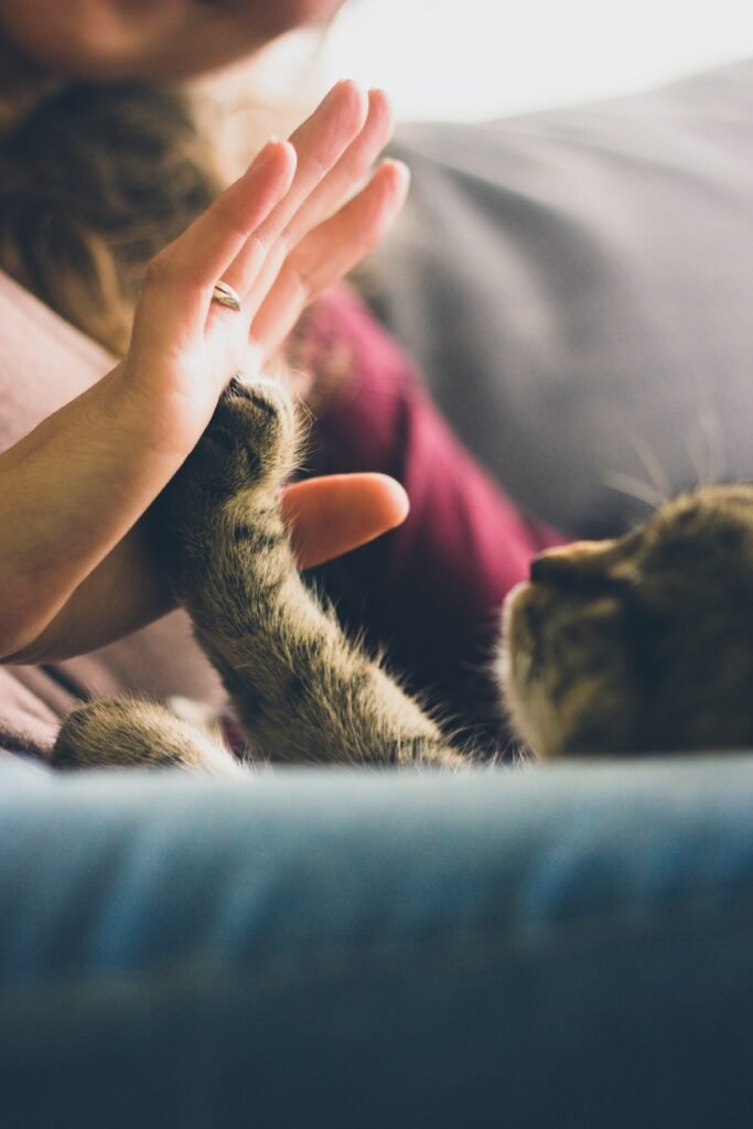 A woman's hand is held out and a tabby cat on her lap has put its paw up to touch the paw to the hand showing the bond between human and pet