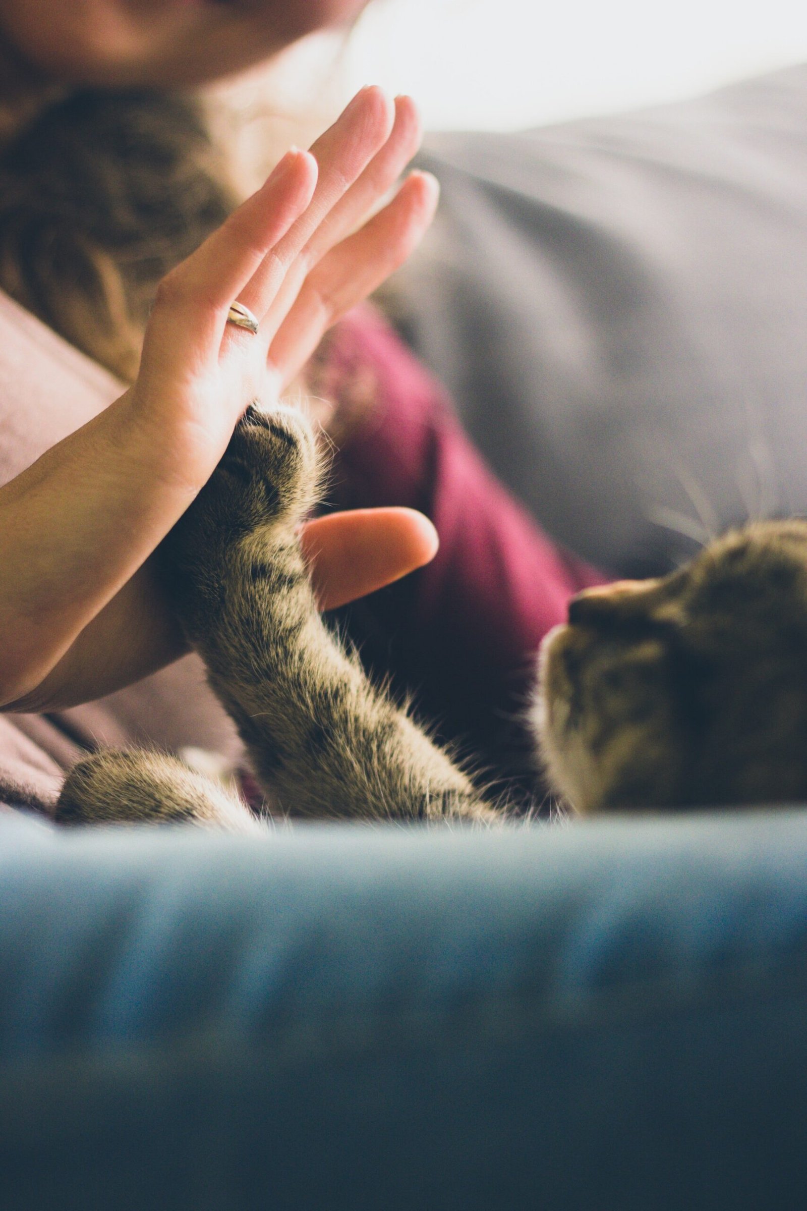 cat laying on bed with paws up toching her person's hands