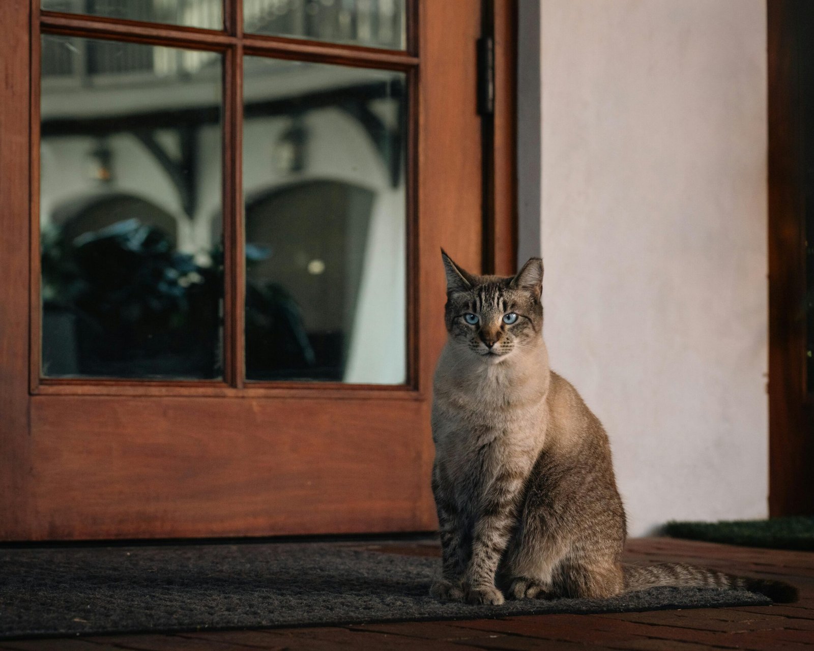 You are currently viewing Your animal is already communicating with you