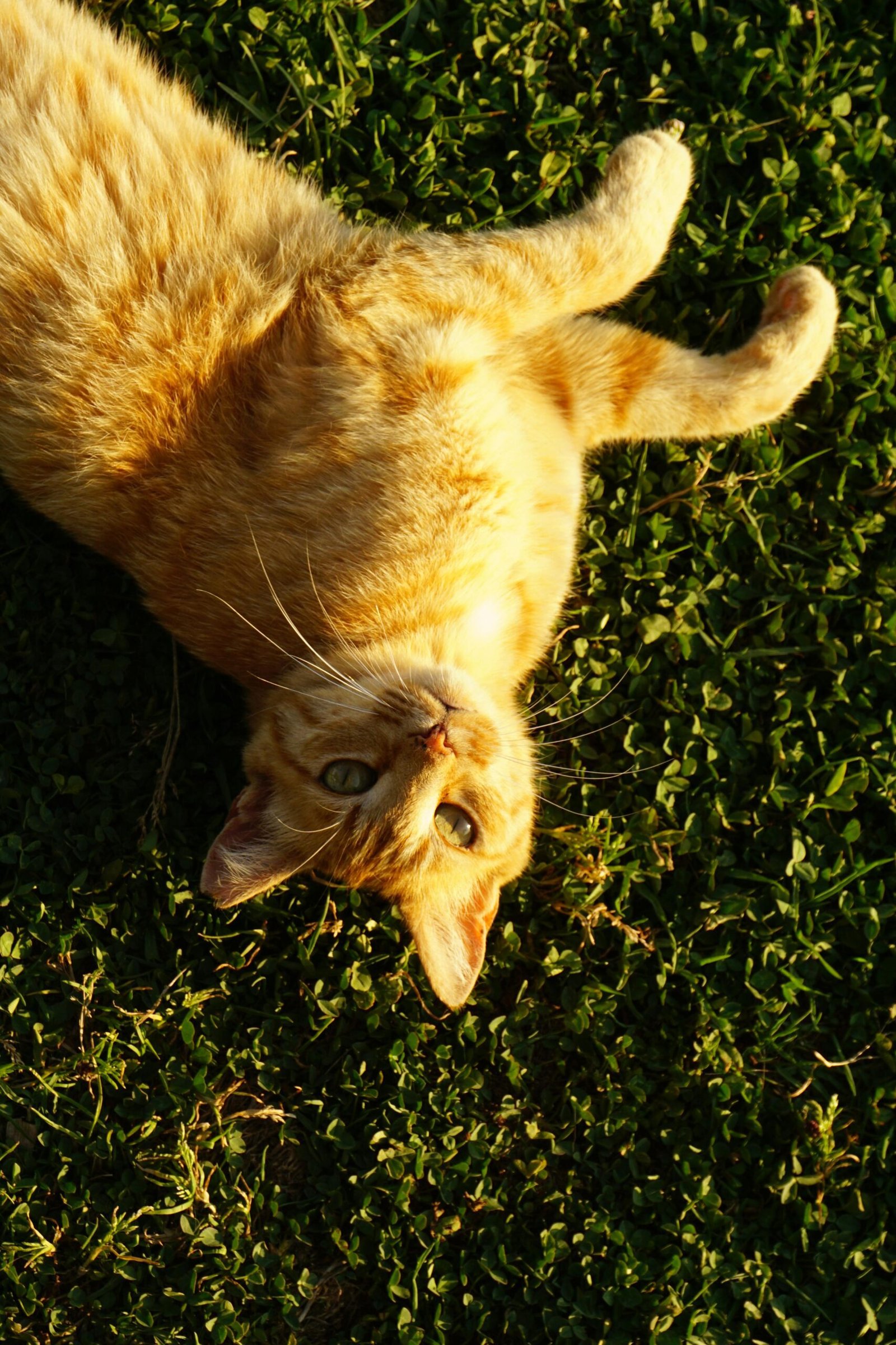 You are currently viewing How animal communication works