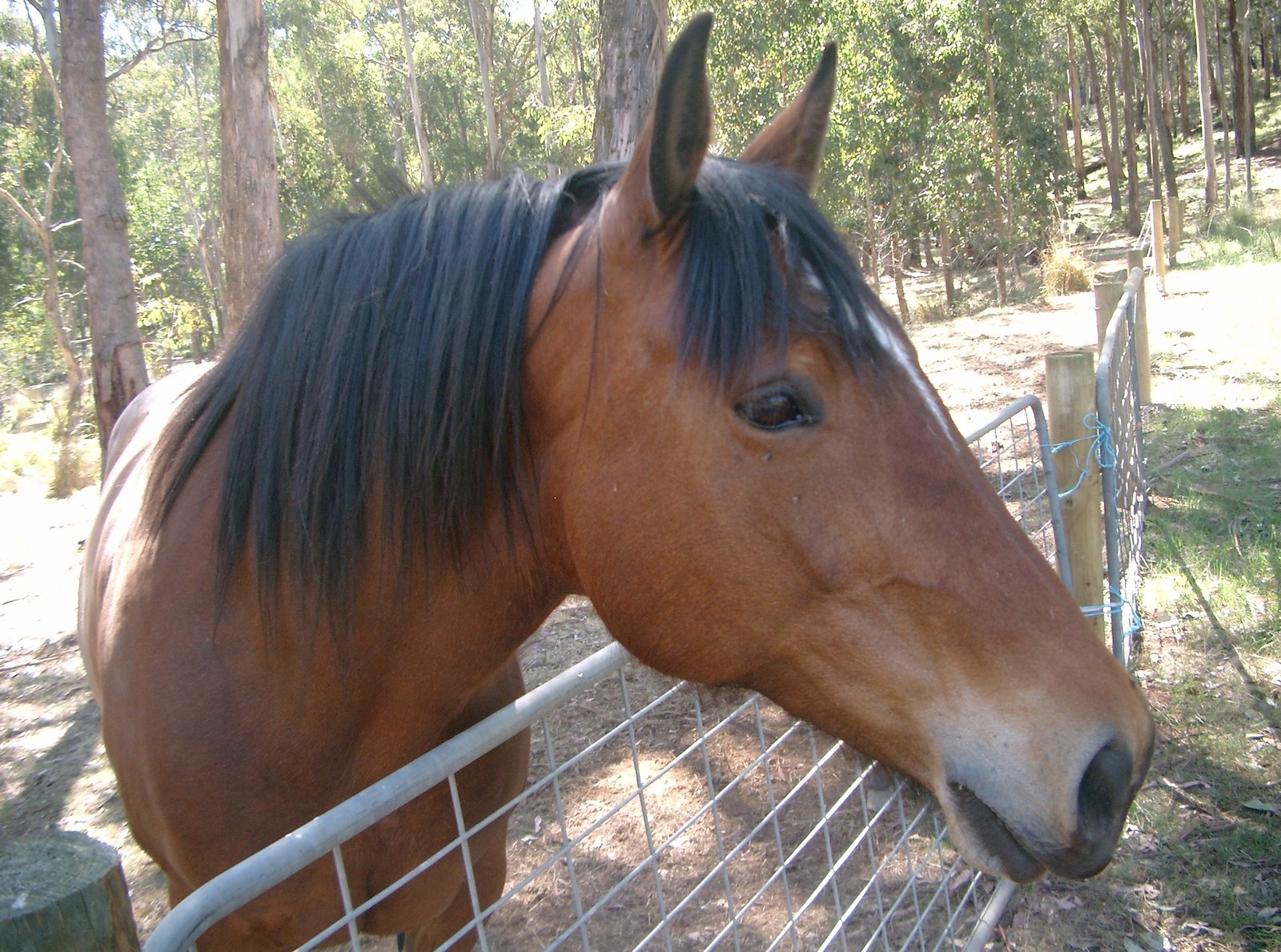 Clydesdale Cross horse with blue rug looking over gate. Beloved horse of Noelene who has crossed the rainbow bridge.