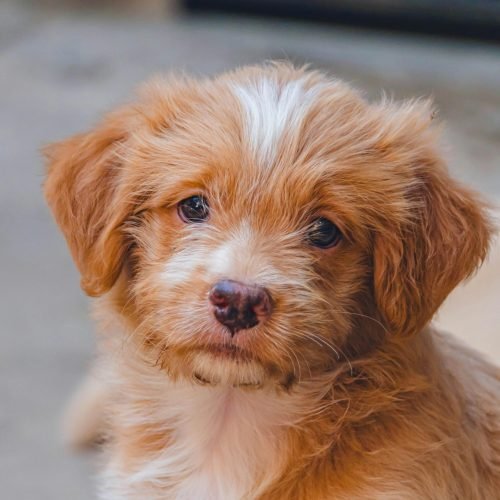 small ginger and white puppy